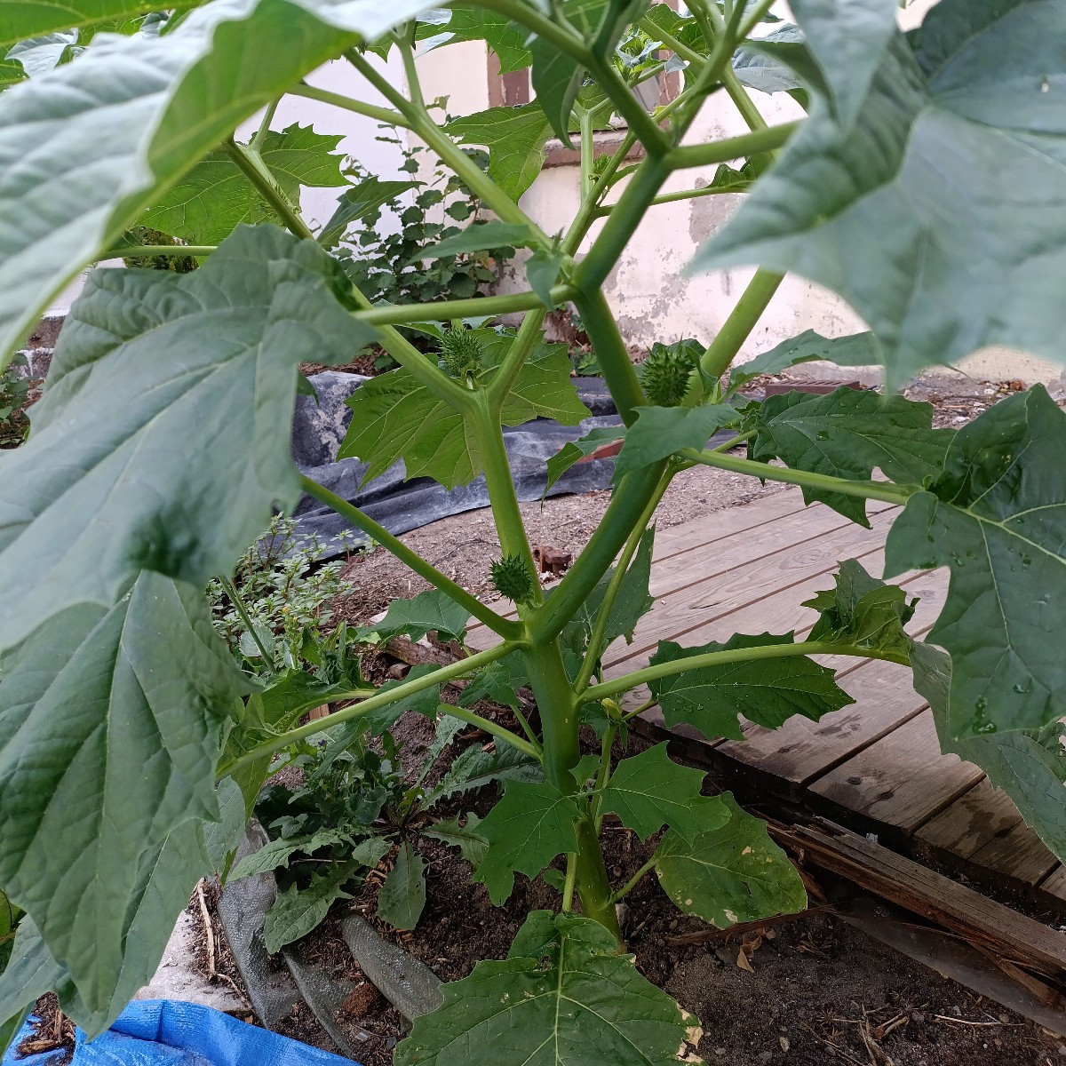 wer kennt solche Pflanzen?
hat sich wild bei uns im Garten ausgesamt,
sieht für mich wie Zucchini oder Kürbis aus, busc…