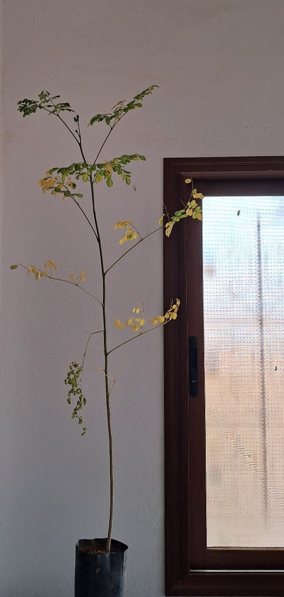 Ich habe auf dem Wochenmarkt einen Moringa-Baum für fünf Euro gekauft. Wegen seiner unzähligen Vorteile möchte ich dies…