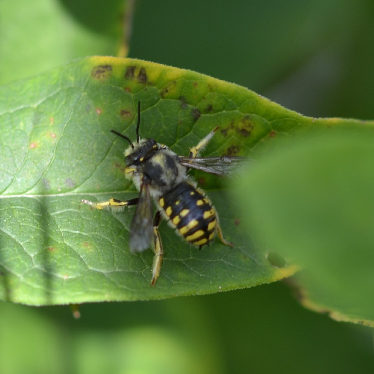The beautiful weather is still attracting lots of insects. Here’s what I found: Photo 1: the caterpillar of the sorrel …