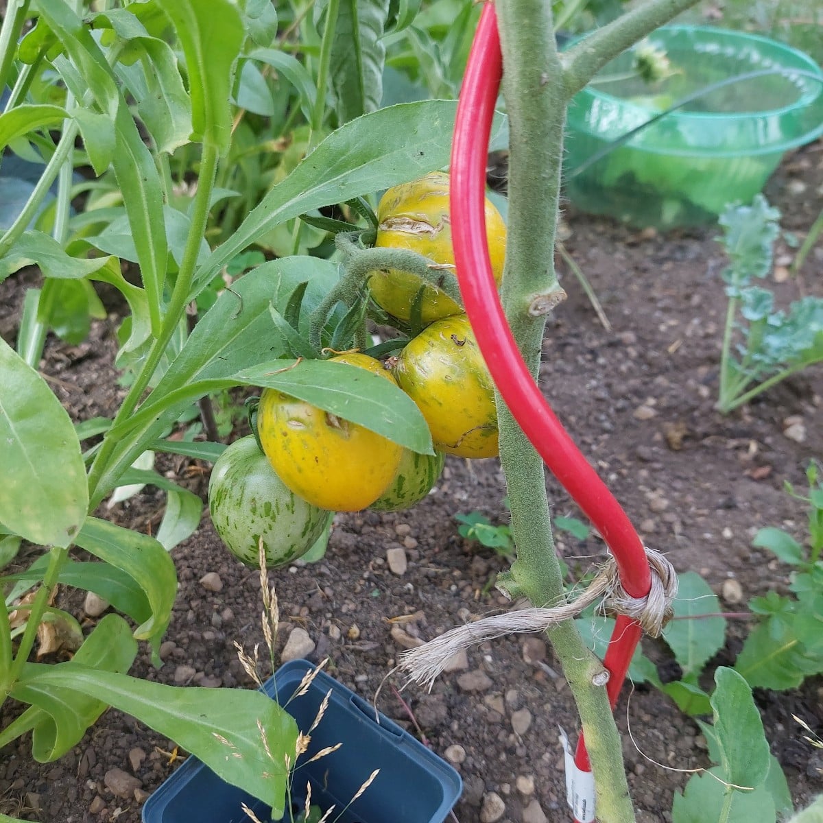 Komposition in Orange. 

Trotz gartensteppe gabs dank bewässertem Gemüse Ernte. Eine Zucchini ist da schon an den nette…