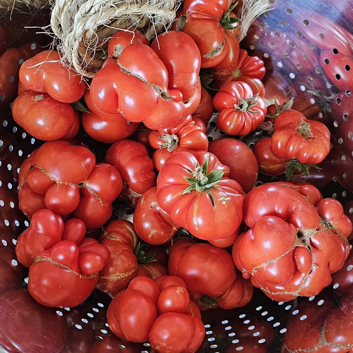 GuMo
Gestern hatte ich ne tolle Tomatenernte ... endlich thanks to heaven 🙏

Bild 2: reisetomaten

...und das ist die …