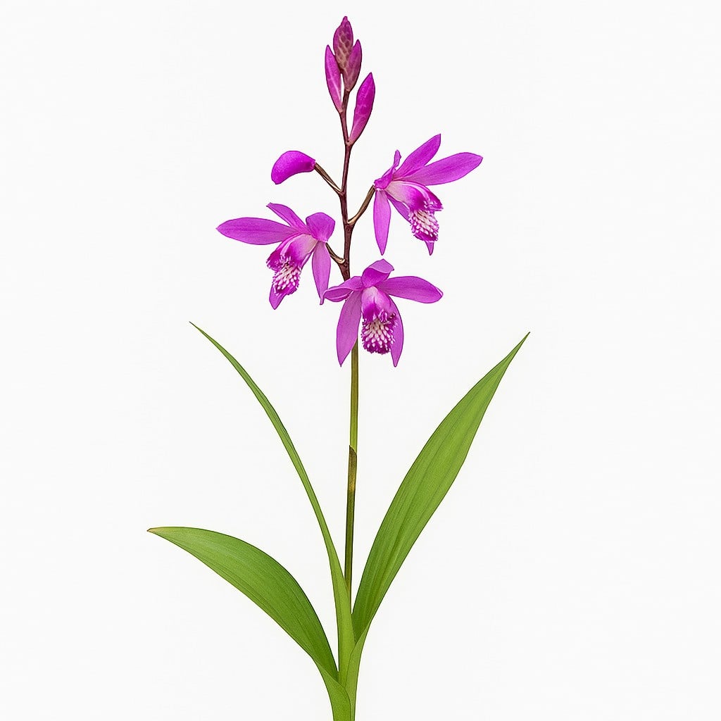 Orchideen - Japanorchideen (Bletilla)