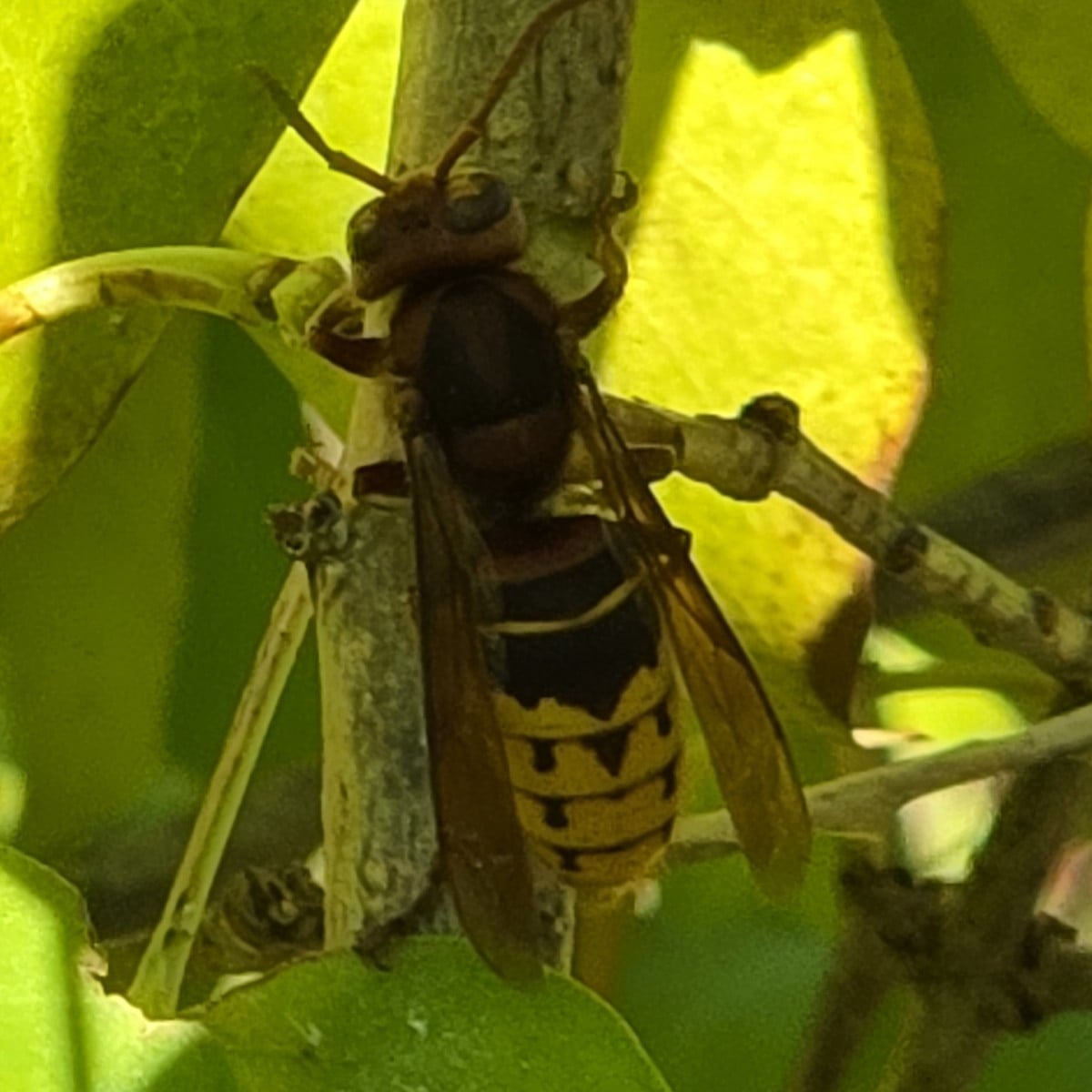 Ich habe ein paar Hornissen fotografiert, die an der Rinde unserer Fliedersträucher knabberten. Sie tun dies, um den Pf…