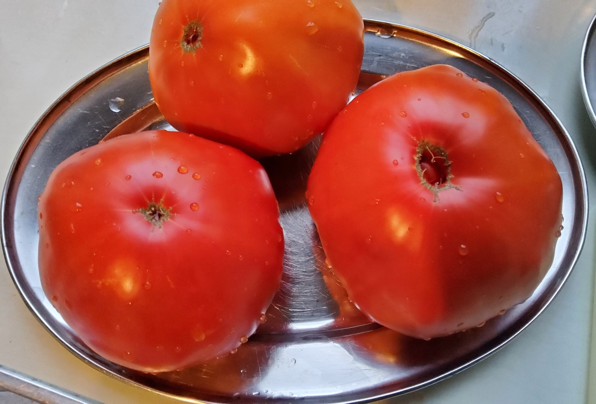 ... vor ein paar Jahren fand ich unter meinen selbstvermehrten Tomaten eine Sorte, die komplett aus der Reihe tanzte...…