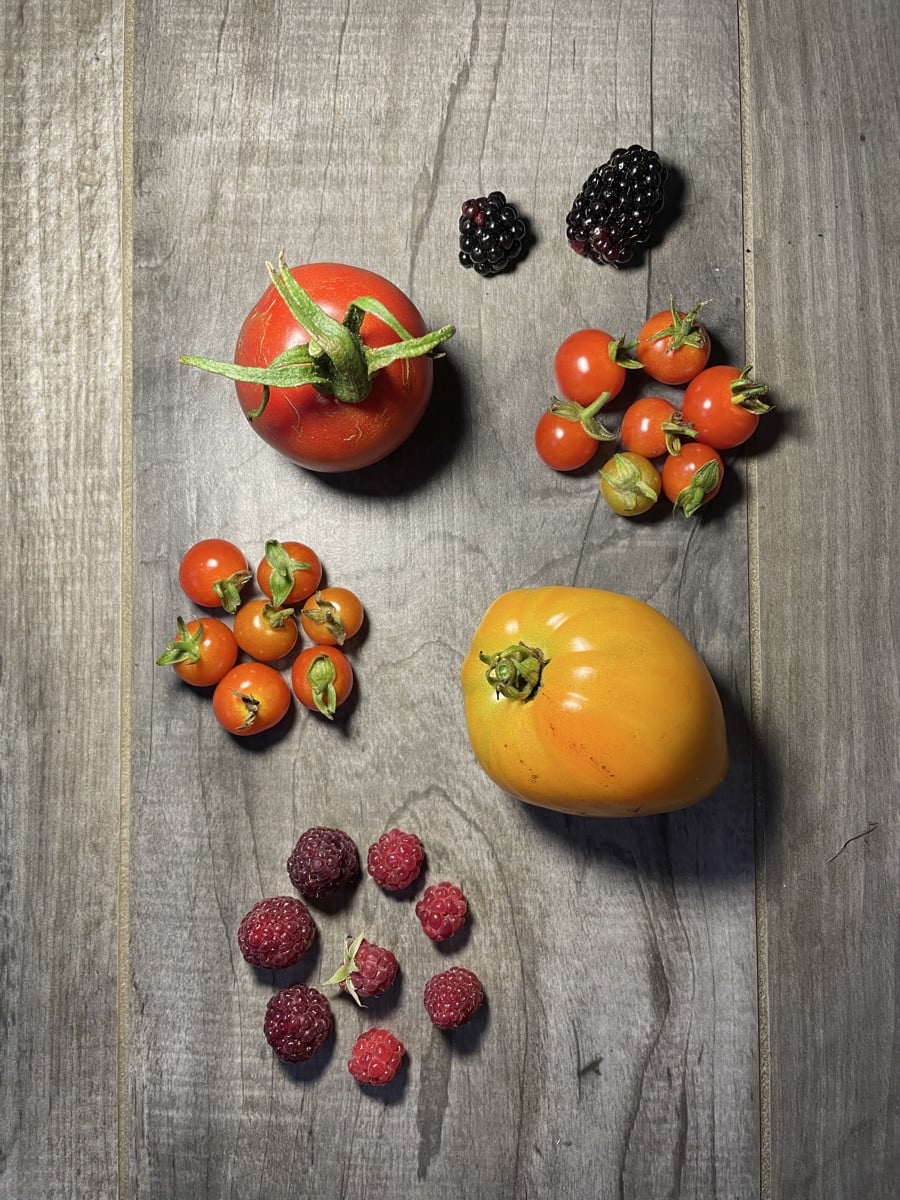 Beim Kontrollgang durch den Garten fix ein paar Tomaten, Himbeeren und Brombeeren eingesammelt.

Eine der Brombeeren is…