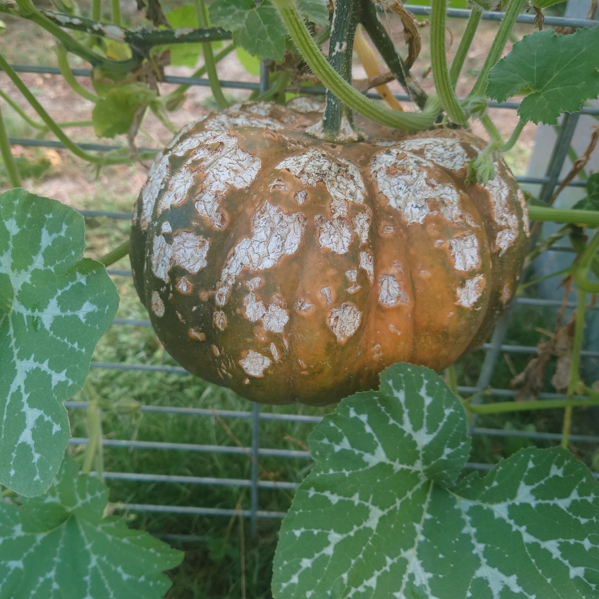 Zurück aus dem Urlaub und ab ins Schlaraffenland 🥰... Die Tomaten im Gewächshaus wachsen enorm unterschiedlich: Marman…