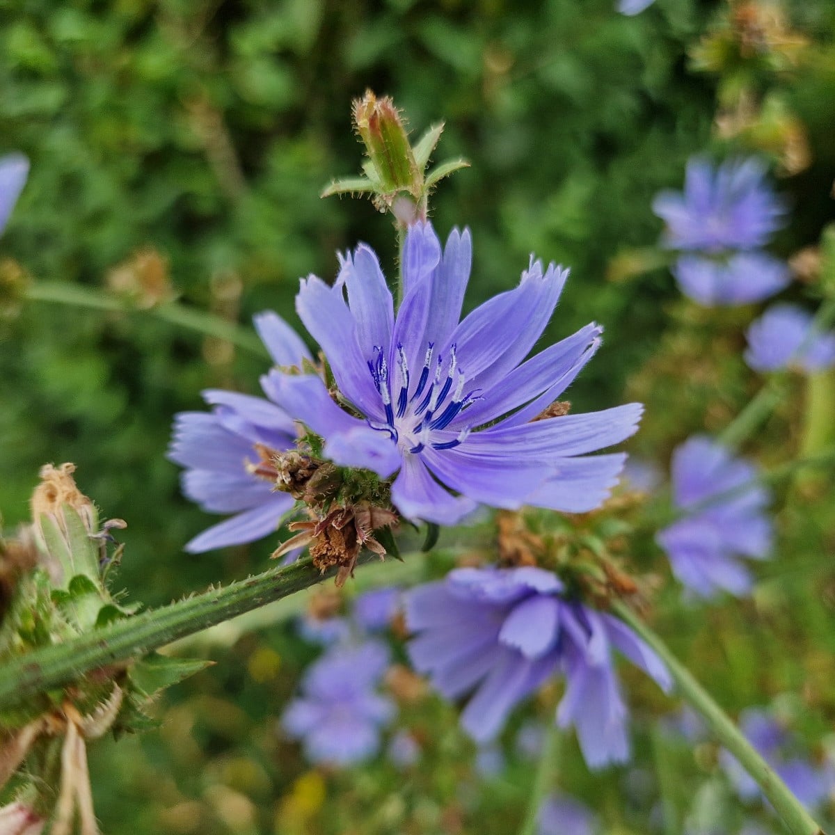 Nach Besuch des Igels im Garten noch schnell ein Igelhaus in der Scheiterbeige gebaut.🙂
Freude an der Apfelernte, wenn…