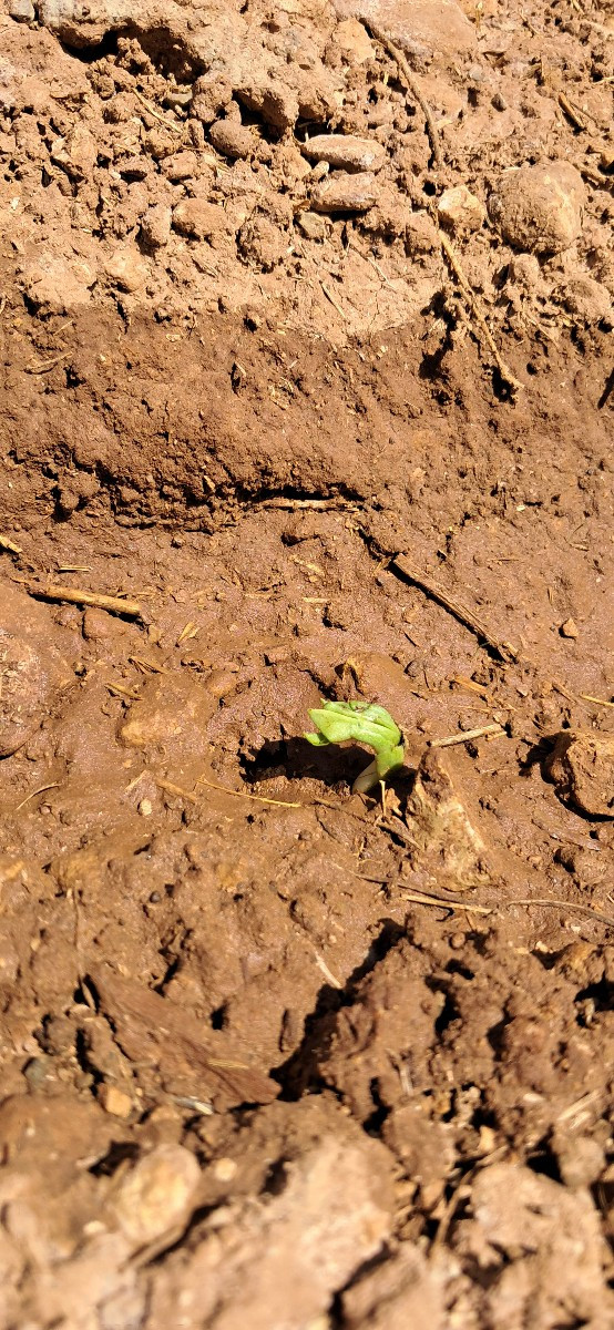 Die Temperaturen in meiner Region sind etwas gesunken, sie liegen bei etwa 30 °C. Ich habe Fava-Bohnen-Samen direkt auf…