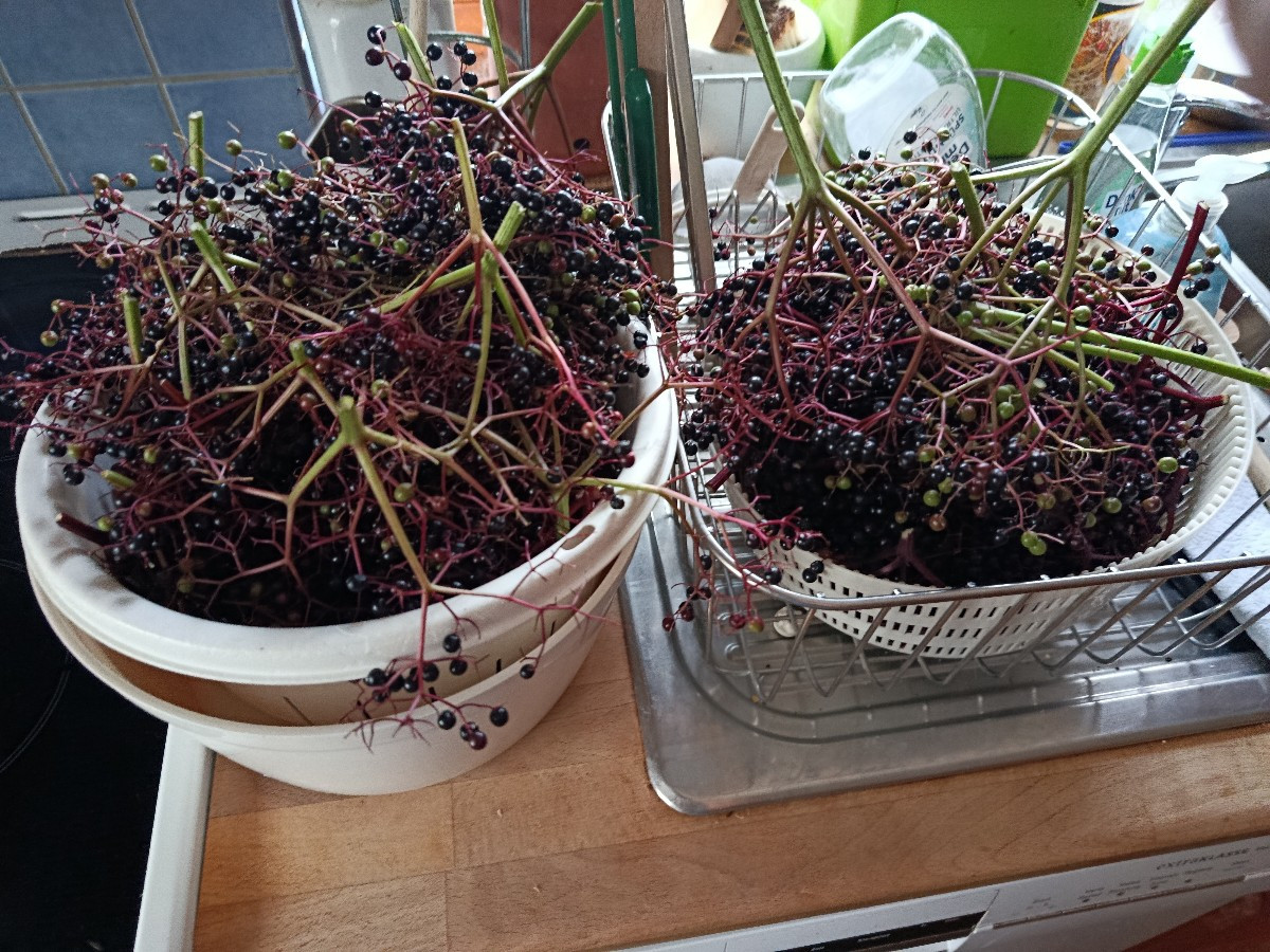 Das ist die Ausbeute aus zwei Sieben Hollerbeeren. Das war sehr mühsam. 
Für die Marmelade wurden die Beeren von den Ri…