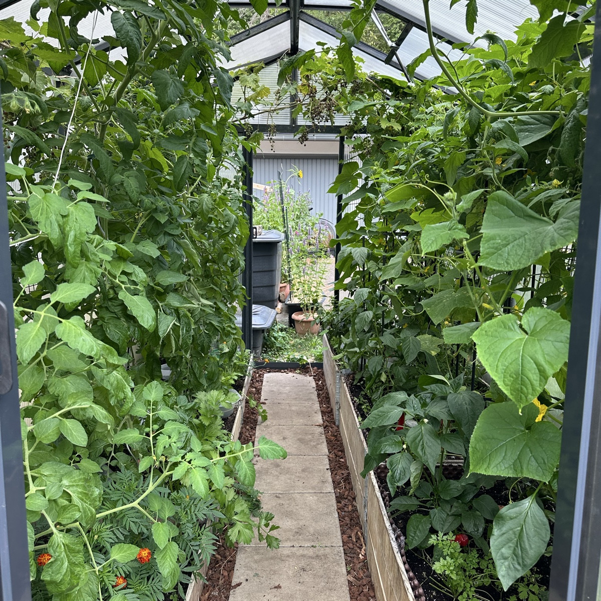 Meine Tomaten im Gewächshaus sind schon unters Dach gewachsen, haben aber nur wenige Blüten und Fruchtansätze. Wie kann…