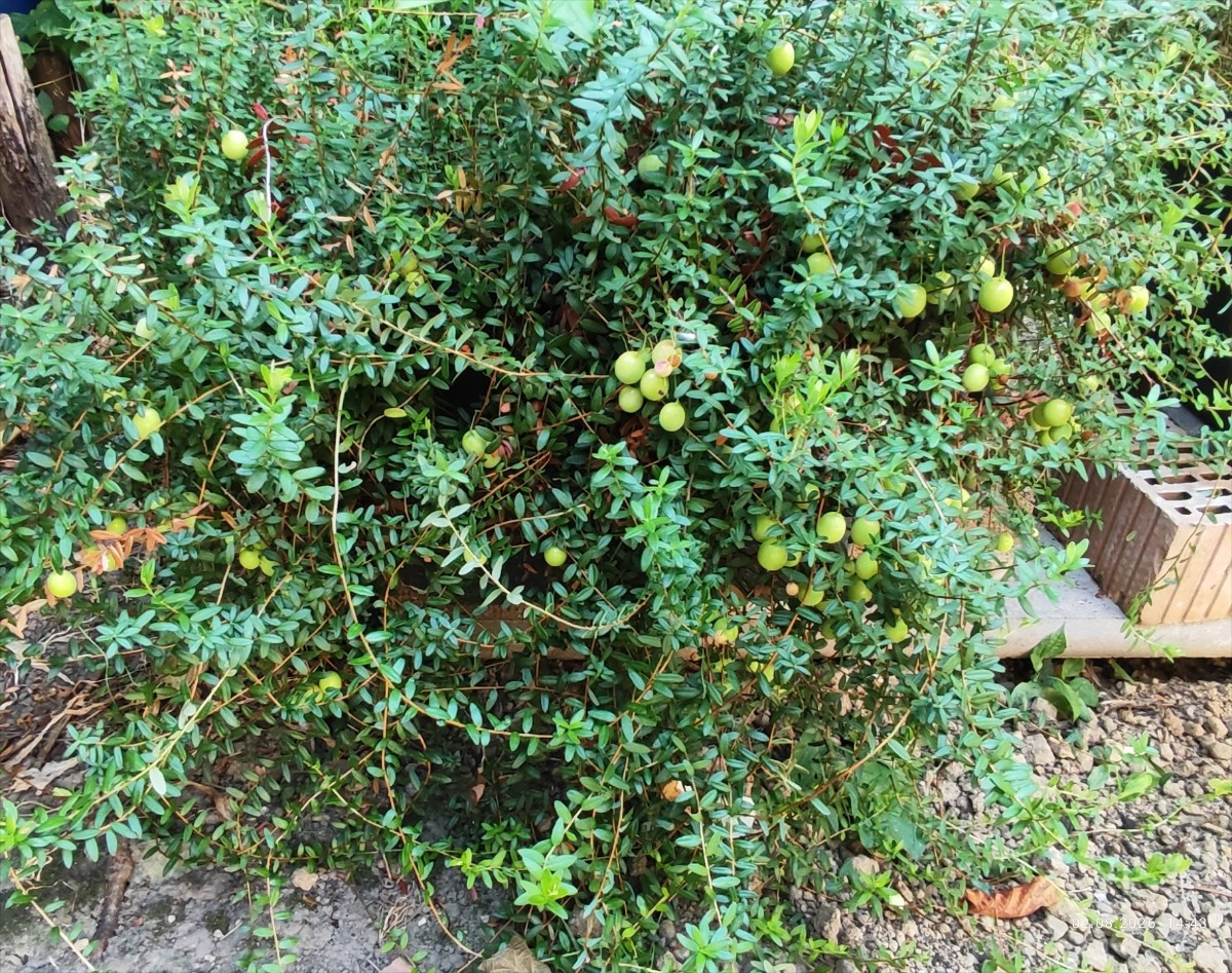 ...Die #Cranberries haben heuer einen ganz akzeptablen Fruchtbesatz 🤩 ...