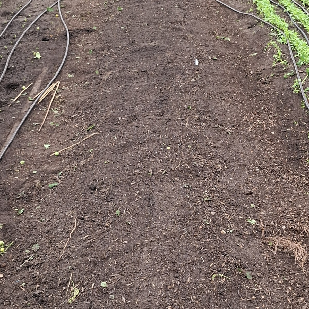 Heute wurde in Folientunnel 3 die letzten Tomaten geerntet, die unreifen und überreifen entsorgt in die schwarze Tonne …