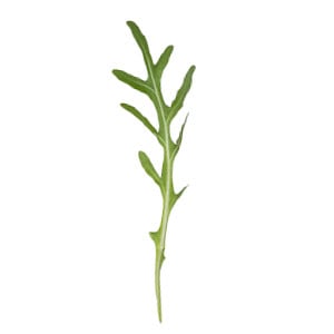 Rucola