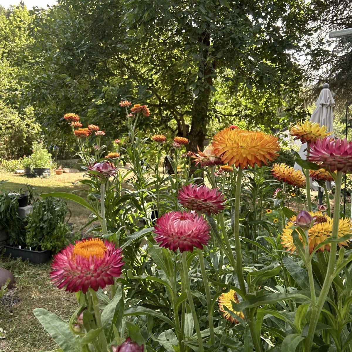 Habt ihr von Strohblumen schonmal den Samen genommen und im nächsten Jahr wieder ausgesät? Ich würde das mal probieren…