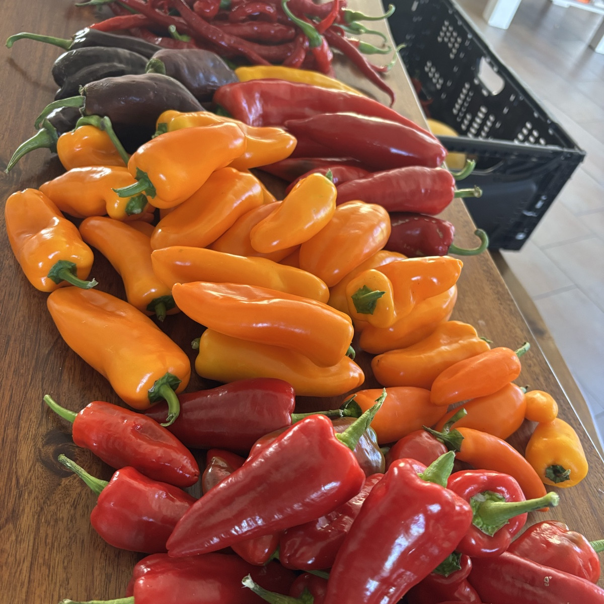 Es ist das Paprika- Jahr schlechthin! Unglaublich was wir dieses Jahr an Mengen ernten durften ❤️ Und immer noch hängen…