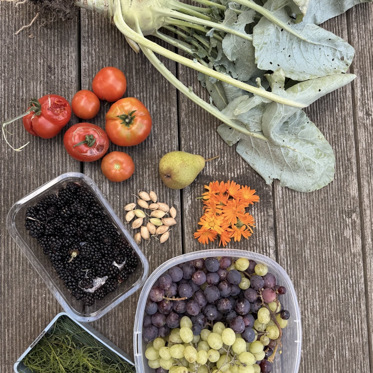 Garten Update ☺️ so langsam geht es ans abernten und überlegen wie es weiter geht. Ich denke darüber nach, die paletten…