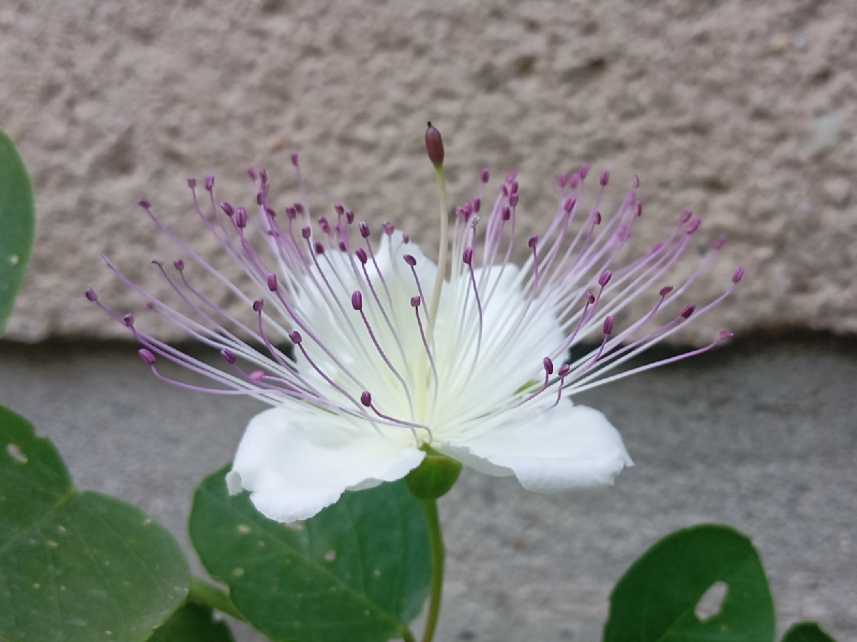 Eine wirklich wunderschöne Blüte! Damit hat sie unsere Ausdauer belohnt. Als wir sie im Frühjahr kauften und in eine Hä…