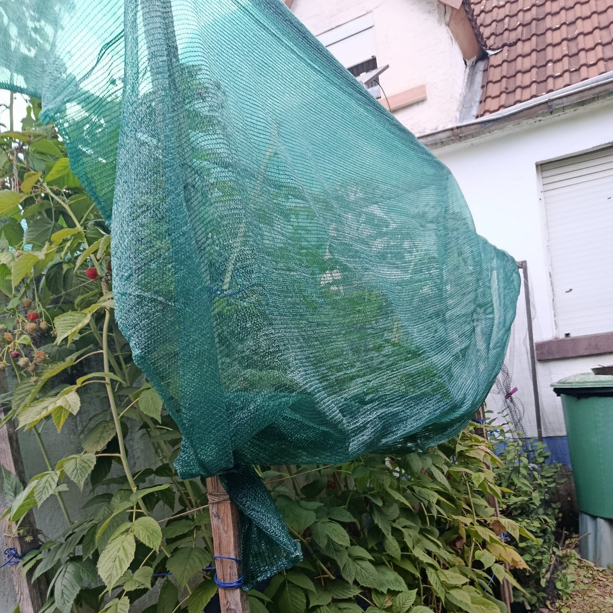 Das Schattiernetz habe ich über den Herbsthimbeeren, um überhaupt was zu ernten.