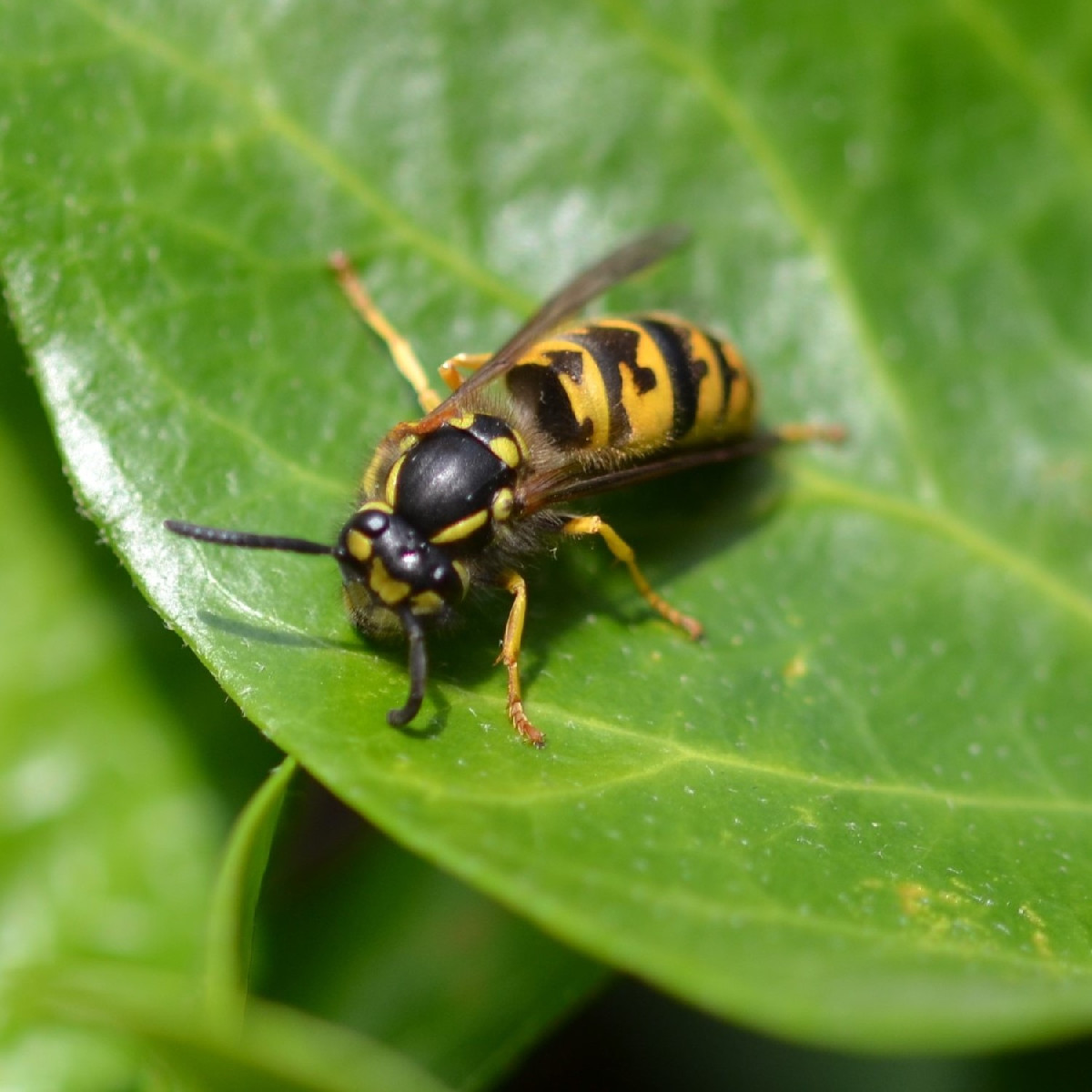 Woran kann man bei Schwebfliegen erkennen, ob es sich um ein Weibchen oder ein Männchen handelt? Ich hab bei der Mistbi…
