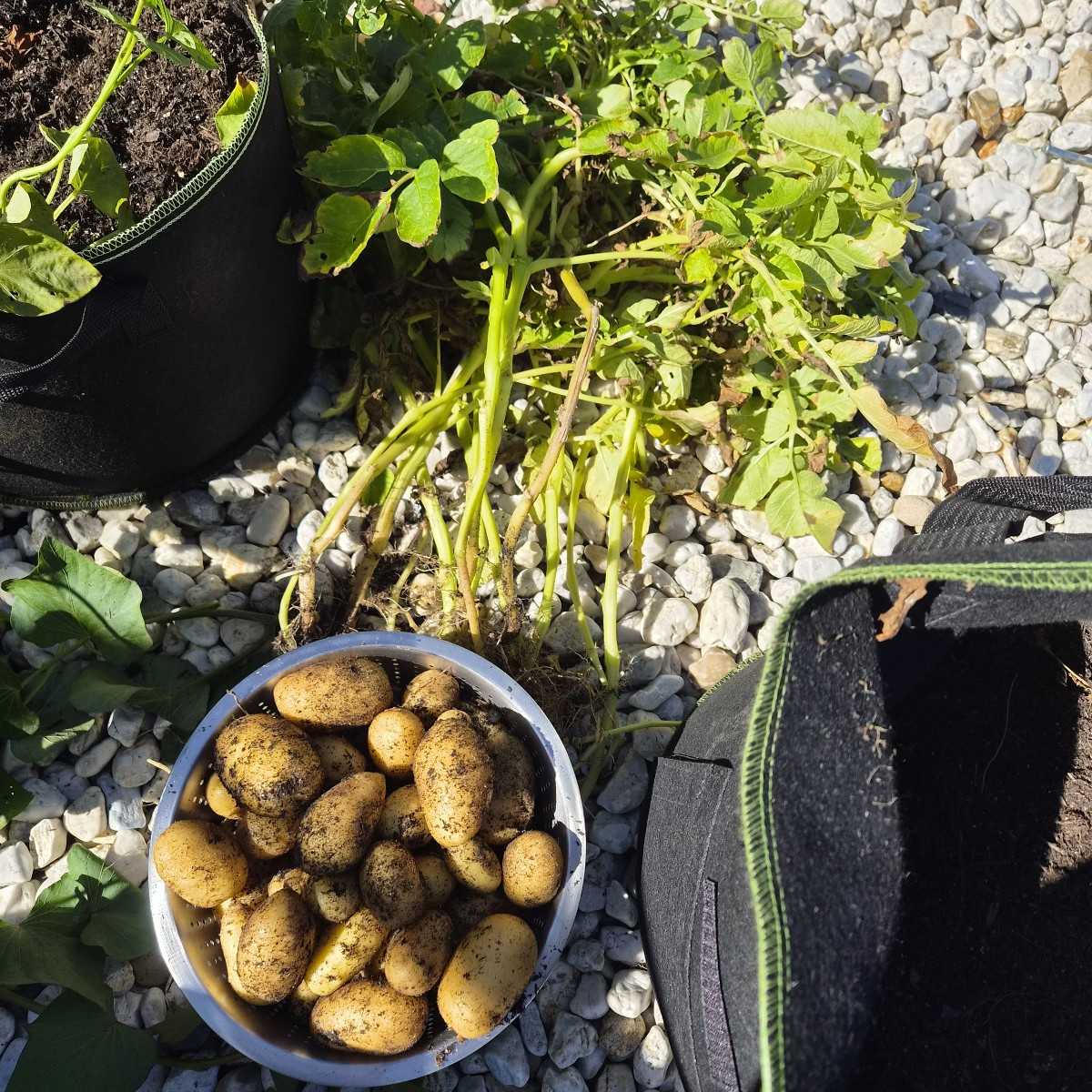 Mein erster Versuch mit @Süßkartoffeln und @Karoffeln in Pflanzsäcken und Mörtelkübel hat sich bewährt. 8kg Ernte heute…