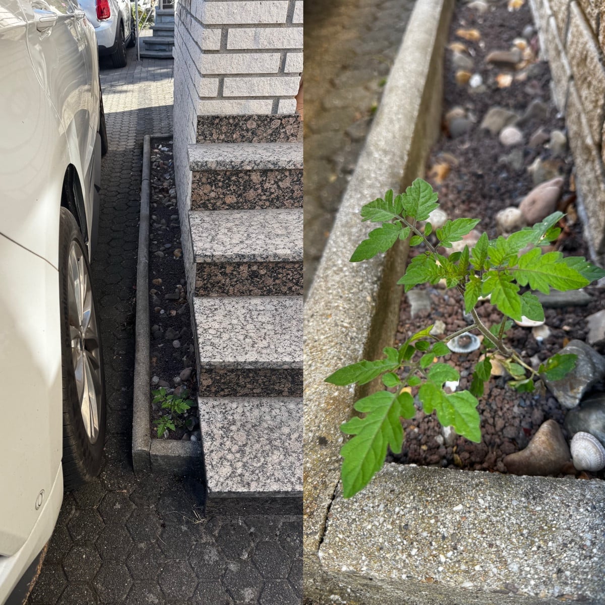 😂🍅 Hat sich einfach selbst ausgesät, mitten im Nirgendwo – und wächst, als hätte sie den Platz offiziell reserviert. …