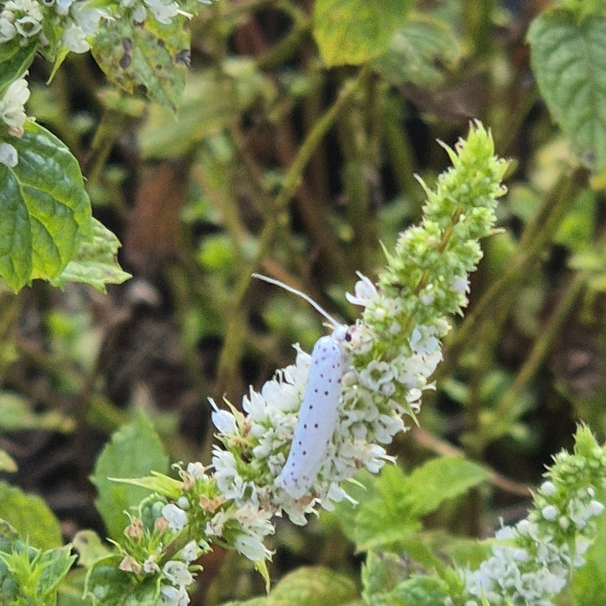 Heutige Ernte hat sich mal wieder gelohnt. Weil es so viel rote Bete (Tondo di Chiogga) ist, habe ich gleich was eingek…