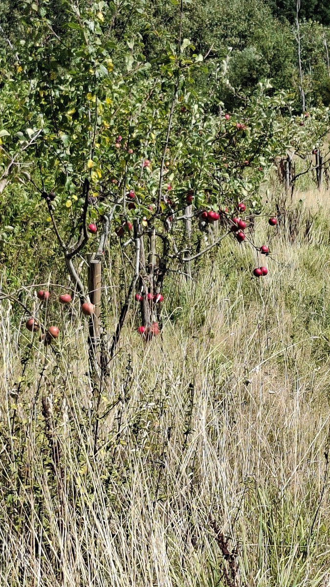 Anfang der Woche hatten wir wieder super Ernteerträge. 58,7 kg Fleischtomaten von dieser größe, 3 Bund gelbe Beete, 8 B…