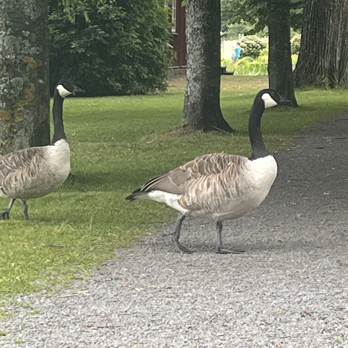 Ein paar schwedische Eindrücke Vättern See & Gripsholm 