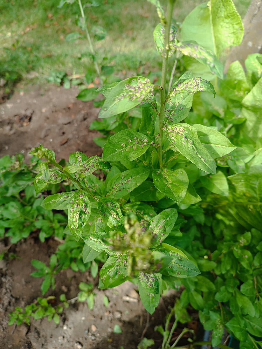 #Gojibeeren #Meerrettich #pilzkrankheit
Es ist der 24.08.2026 und ich bin erschüttert!
Was ist das bloß auf den Blätter…