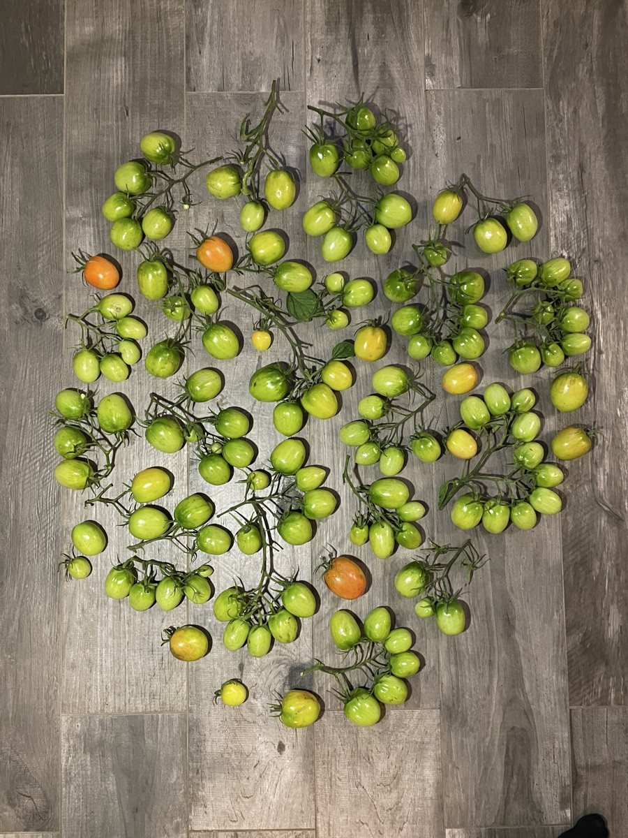 #grünetomaten

Ich musste so viele grüne Tomaten vor dem Regen und der Kälte aus dem Freiland retten, dass ich nun ein …