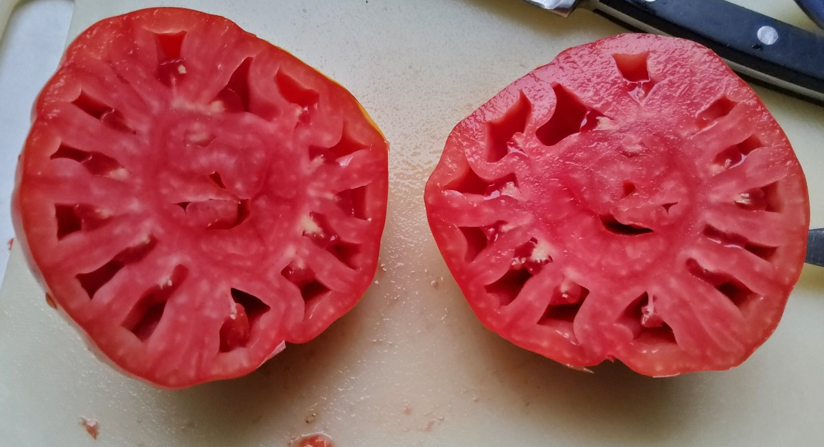 ... vor ein paar Jahren fand ich unter meinen selbstvermehrten Tomaten eine Sorte, die komplett aus der Reihe tanzte...…