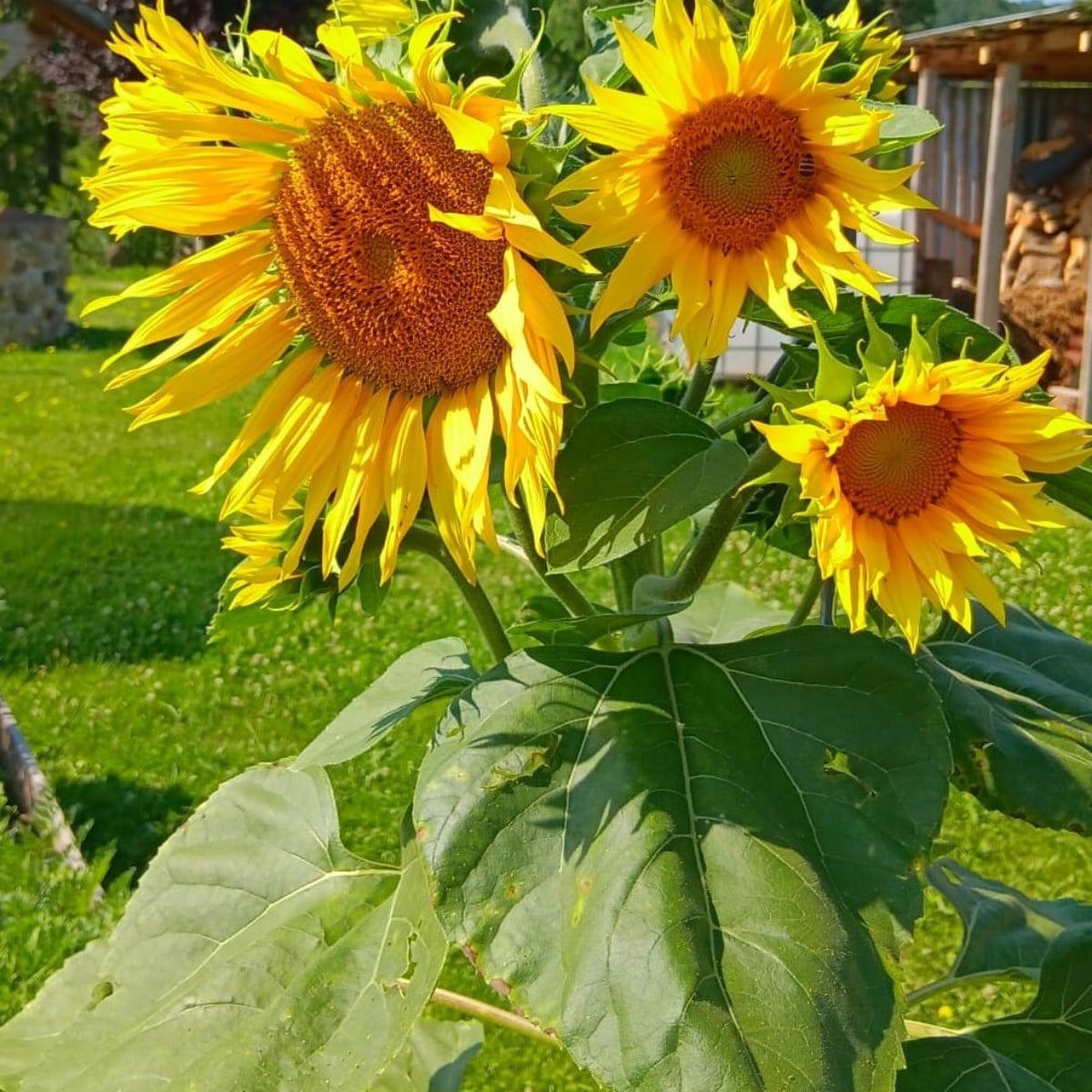 Ich habe dieses Jahr keine Sonnenblumen ausgesät und habe trotzdem so ein schönes Exemplar mit vielen Blüten im Garten.…