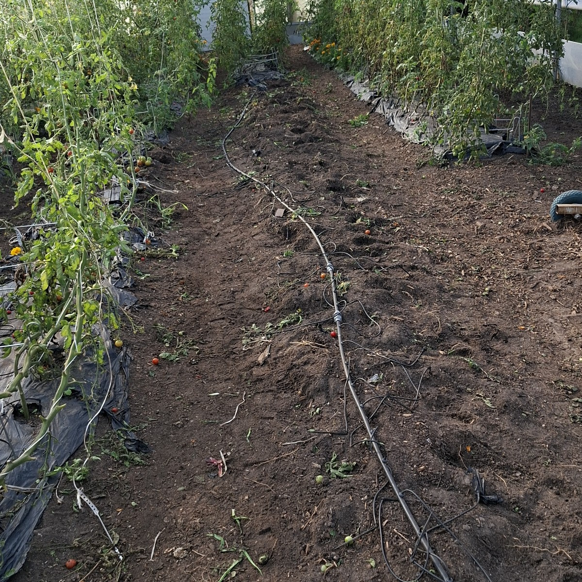 Diese woche haben wir in Folienentunnel 1 alle 240 Tomatenpflanzen entfernt und neue Beete angefangen anzulegen, in den…