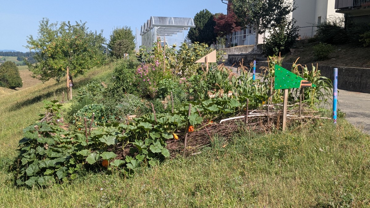 Schon wieder 1. Schultag... Der Schulgarten hat sich toll entwickelt über die Ferienzeit!
