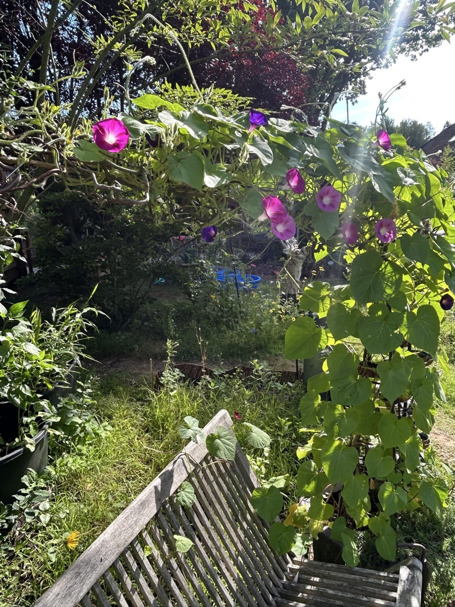 Bild 1 : die wohl schönste Cosmea Blüte. 

Bild 2: ich habe keine einzige Prunkwinde gesät.

Bild 3: darf man so ? #Mis…