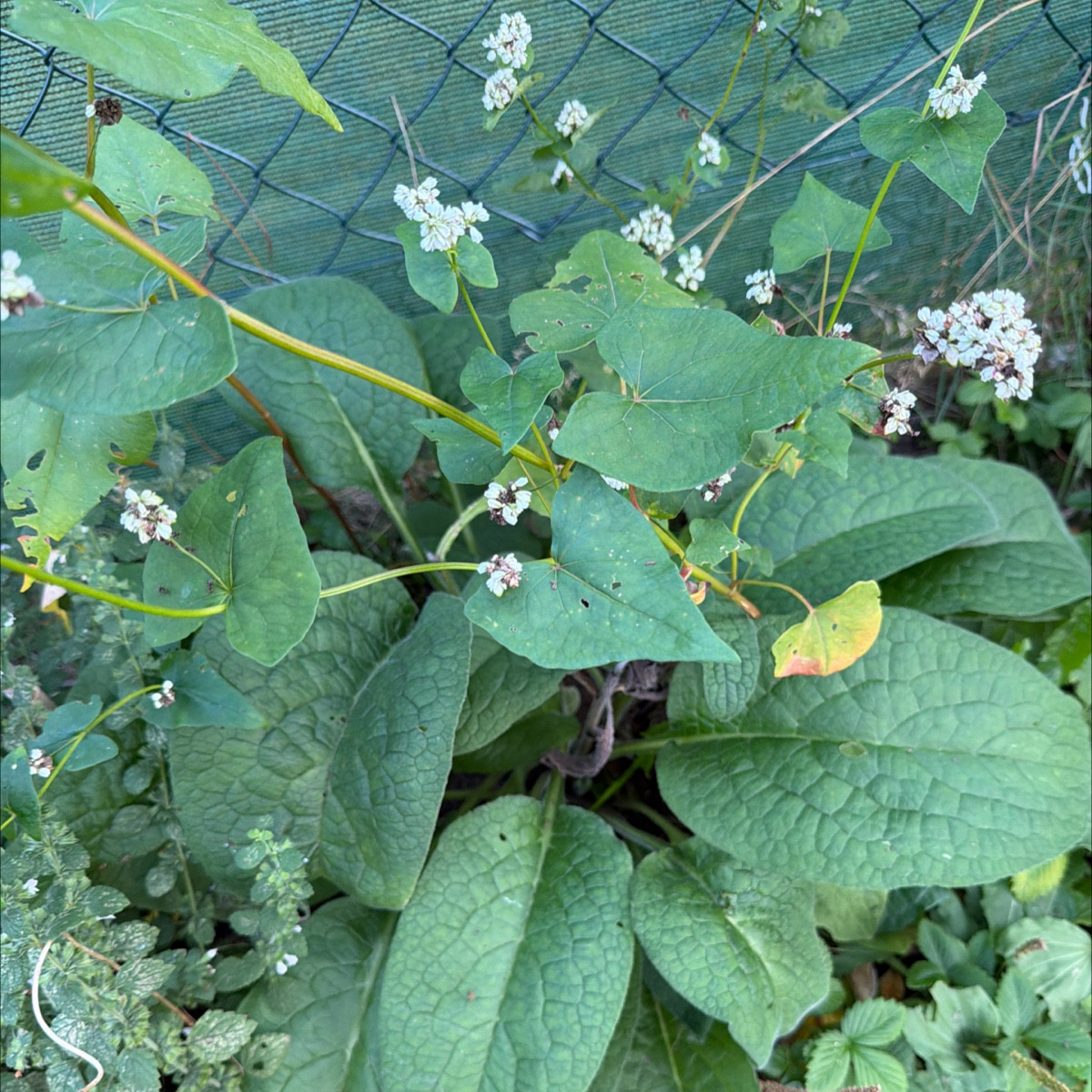 Selbstaussaaten Strohblume? Sonnenhüte 🤩
Beinwell explodiert 👌
Buchweizen sät sich auch jedes Jahr selbst aus, wie Fe…