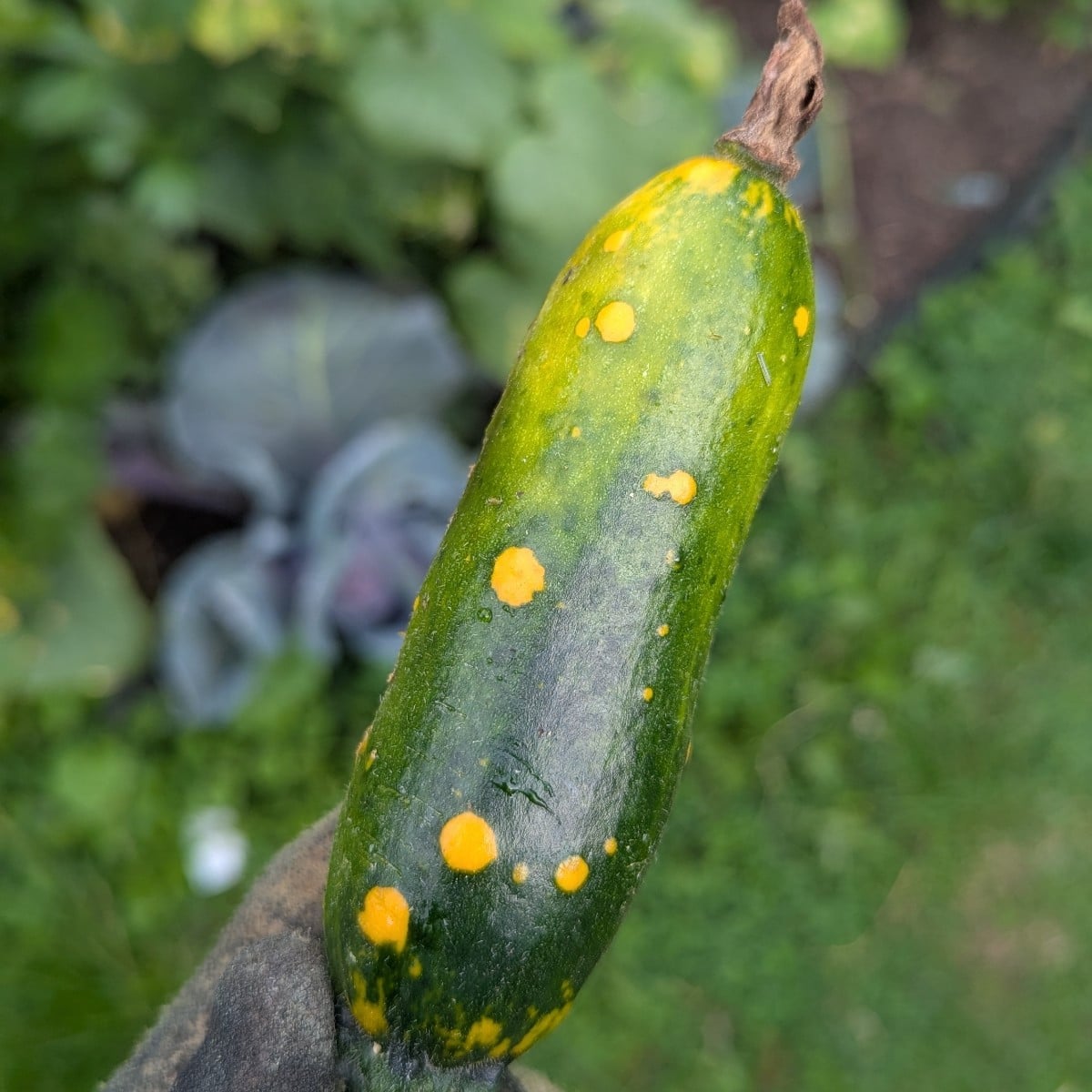 Wer kann mir sagen welche #Krankheit meine #Zucchini hat? Ist es eine art Mosaikvirus?