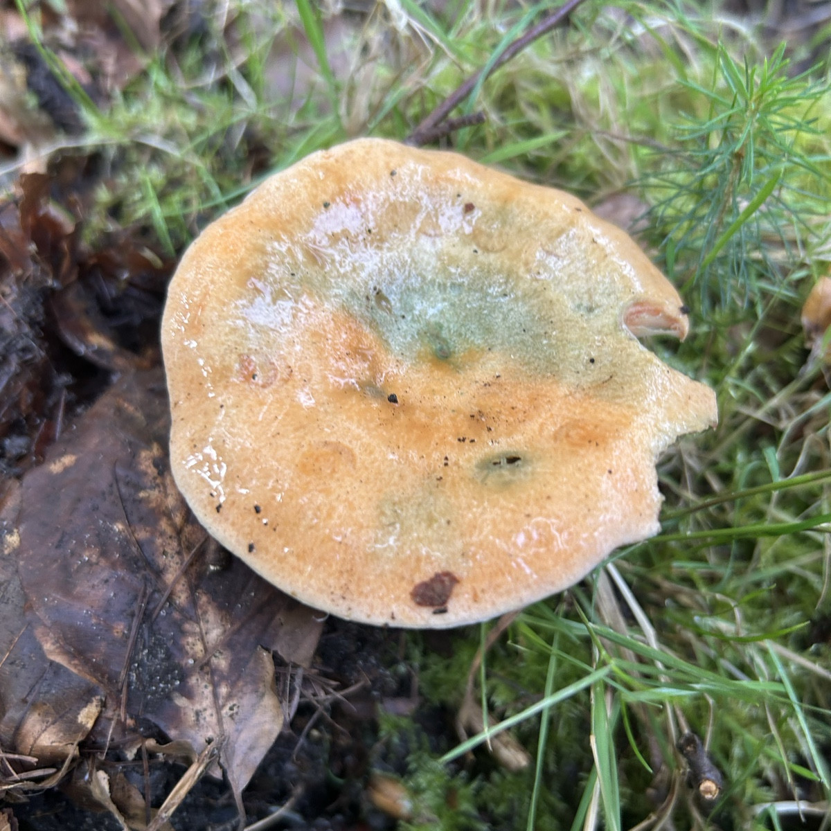 Fungi Monday 😇🍄‍🟫

Heute eine schöne Tour gehabt mit vielen herbstlichen Eindrücken und einer Vielfalt an Pilzen. Di…