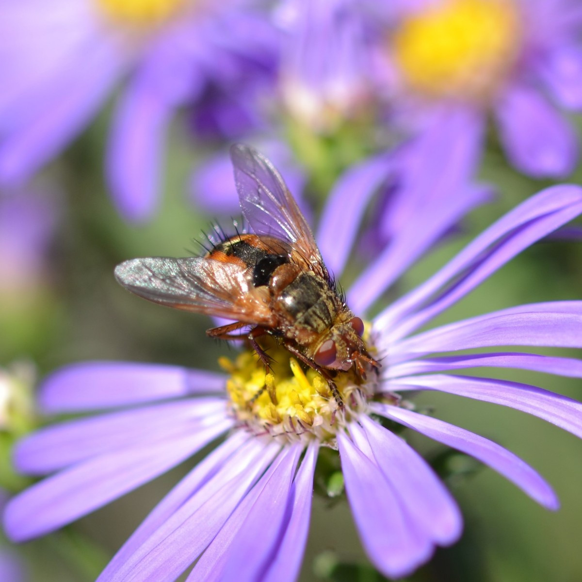 In diesem Jahr kommen so viele Bläulinge in unseren Garten wie ich es bisher noch nicht erlebt habe. Heute hat wieder e…