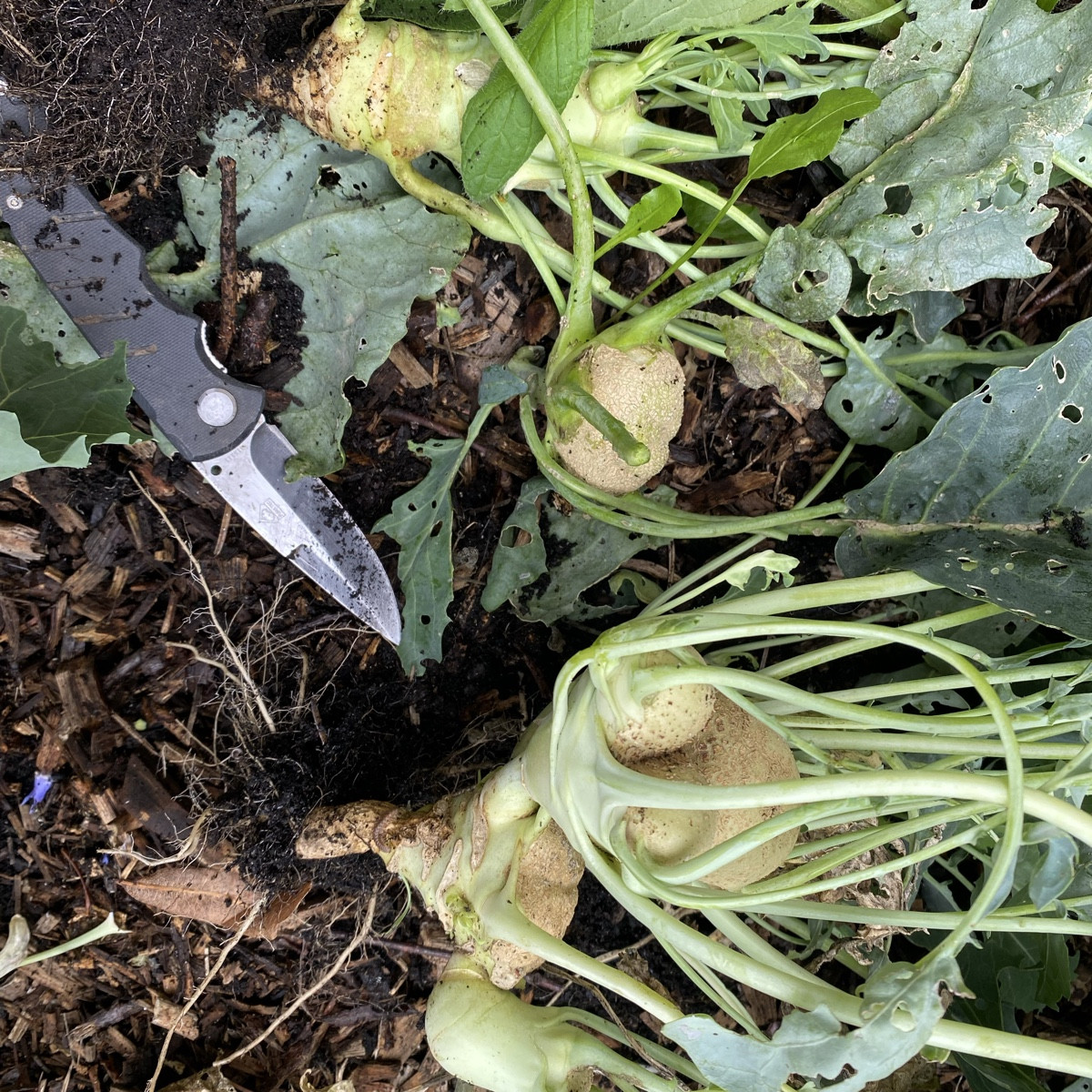 Meine Kohlrabi schaffen es dieses Jahr bestenfalls in die Kategorie „künstlerisch wertvoll“.- In Zeugnissen auch gern u…