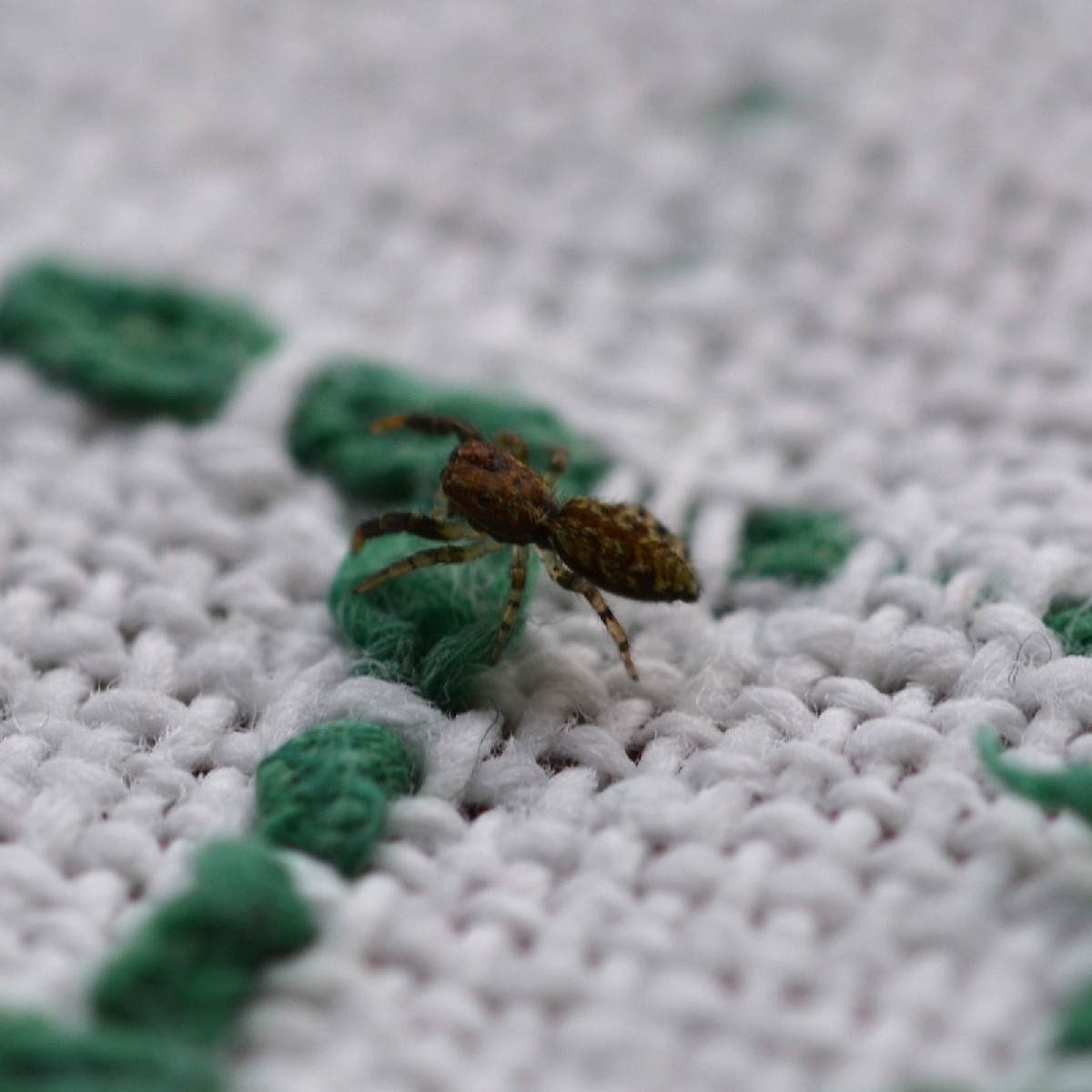 Ich werde schon ein bisschen wehmütig beim Fotografieren, weil sich die Insekten inzwischen doch ziemlich rar machen...…