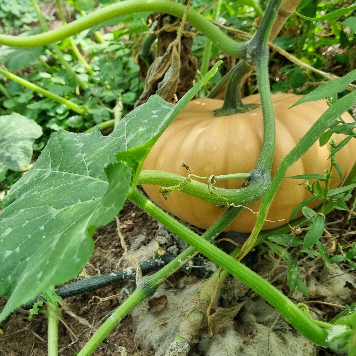 Wir sind vollständig überwältigt vom  heutigen #einkaufenimgarten .

