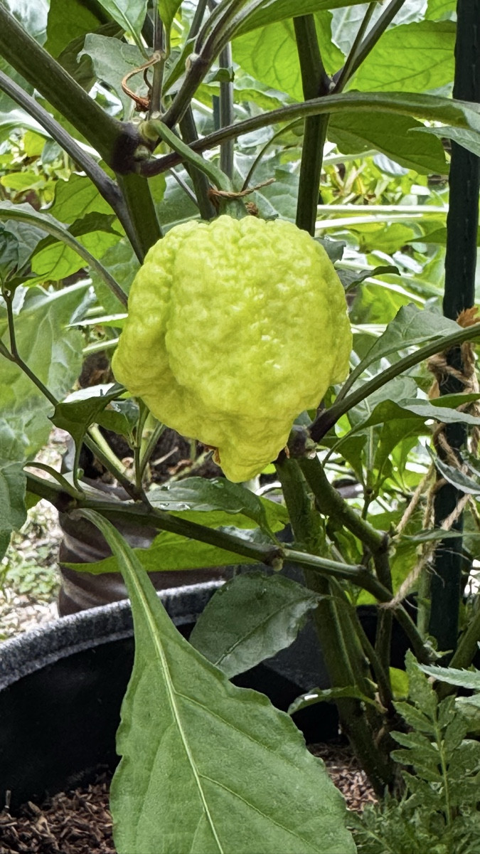 💚