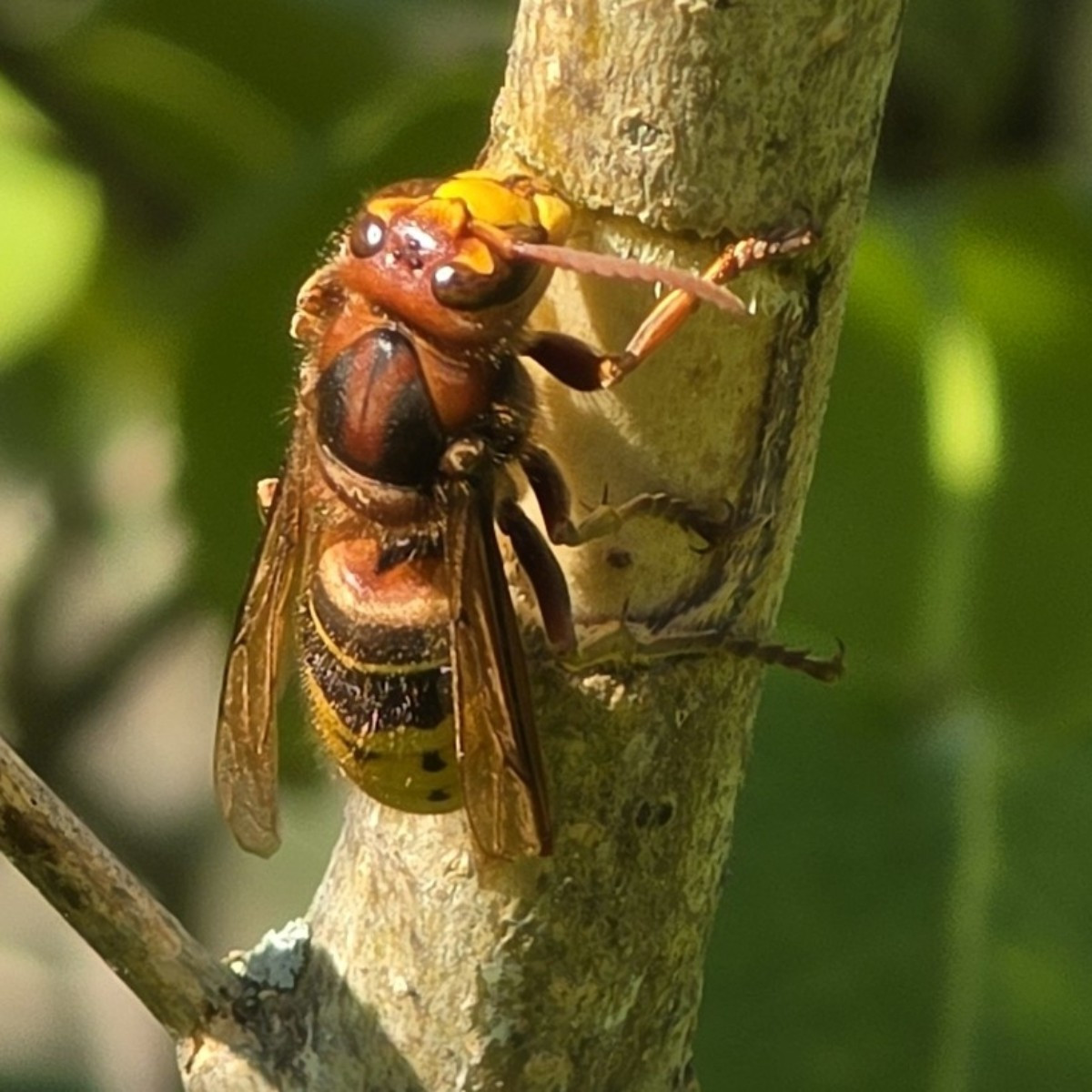 Ich habe ein paar Hornissen fotografiert, die an der Rinde unserer Fliedersträucher knabberten. Sie tun dies, um den Pf…