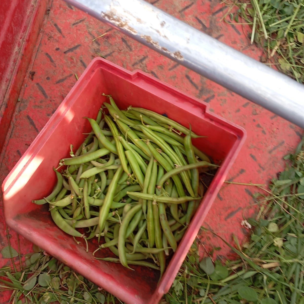 Heute meine letzten Pastinaken mit meinem ampferstecher geerntet dazu ein paar Buschbohnen und vom Gwh ein paar Tomaten 