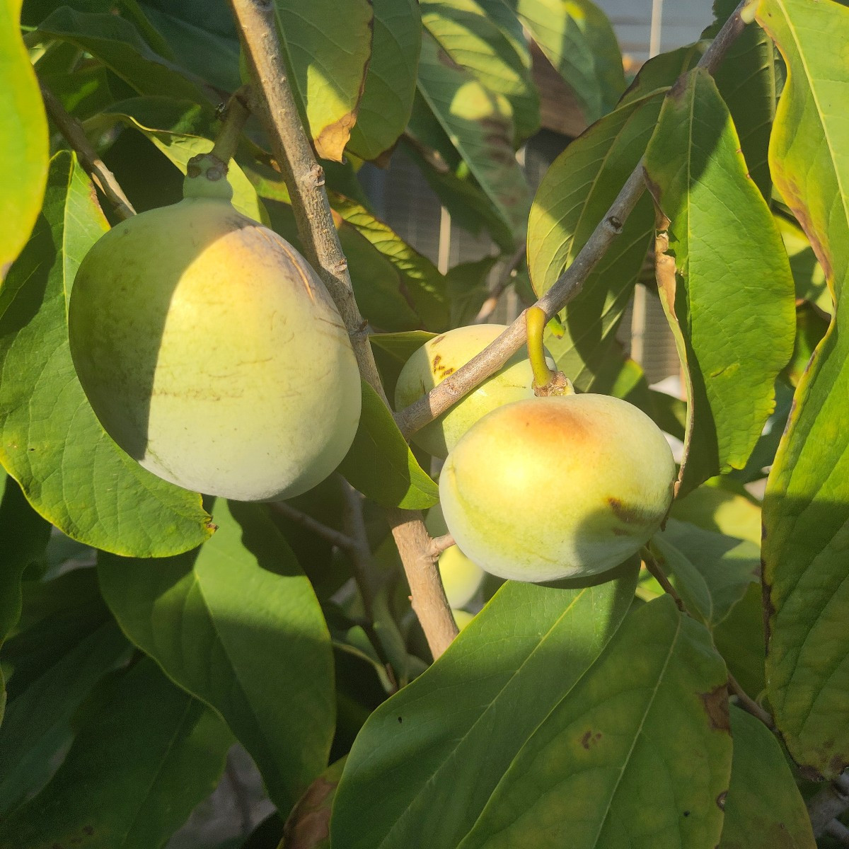 Heuer sind die Pawpaw (Indianerbanane, Asimina triloba) gefühlt früher als sonst reif. Am Baum haben die Sonnenexponier…