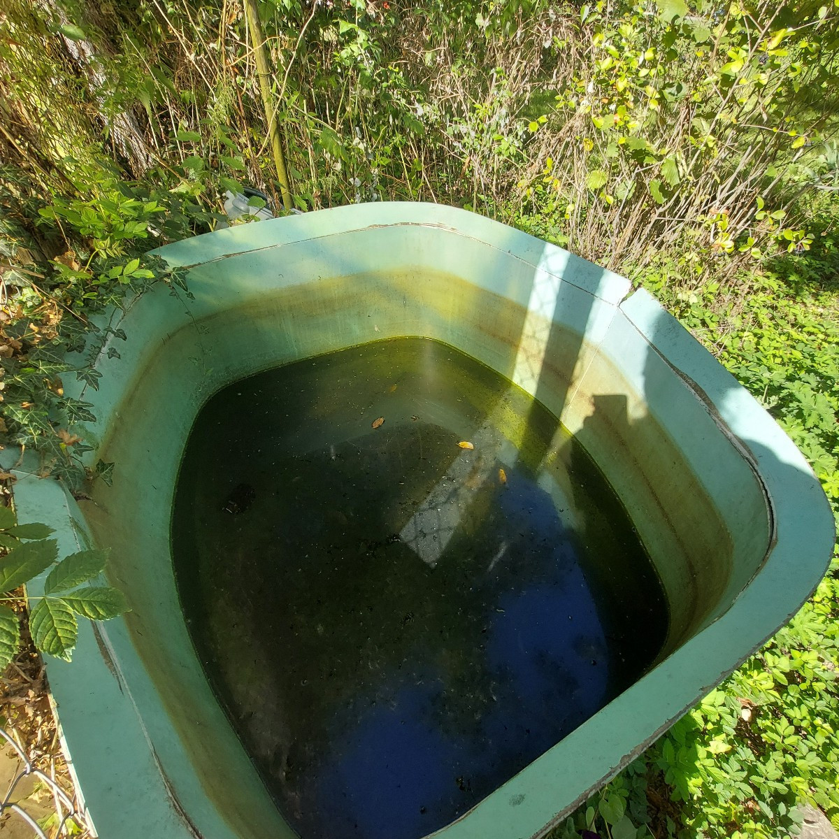 Fühlt sich dieser Gartenbewohner hier besonders wohl oder schafft er es nicht mehr hinaus? Was denkt ihr? Muss ich mein…