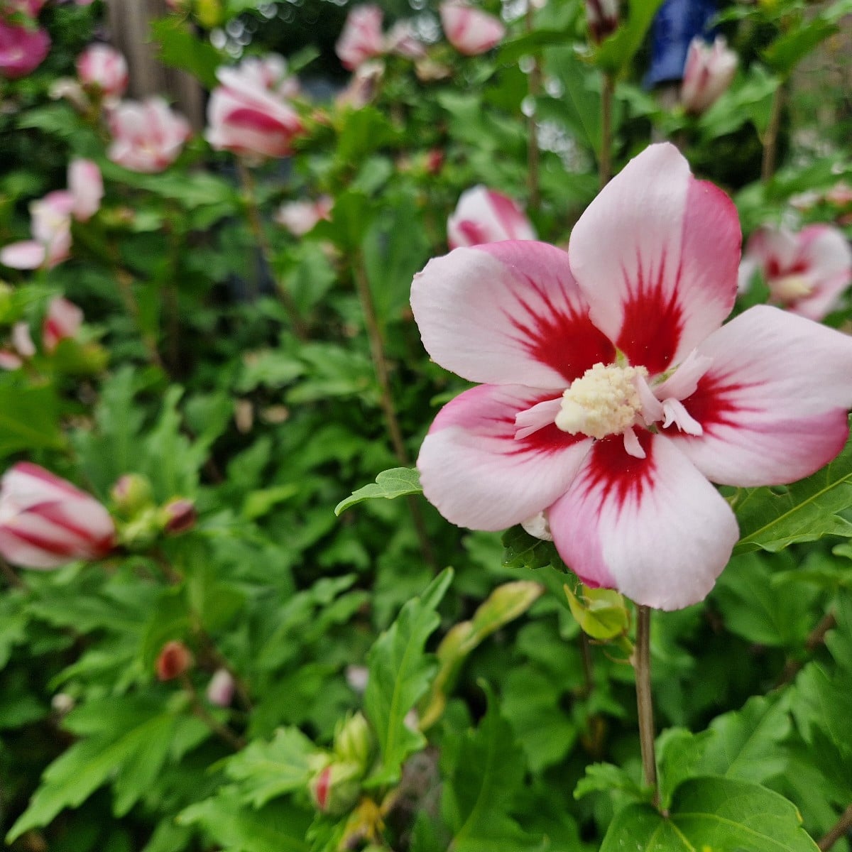 Nach Besuch des Igels im Garten noch schnell ein Igelhaus in der Scheiterbeige gebaut.🙂
Freude an der Apfelernte, wenn…