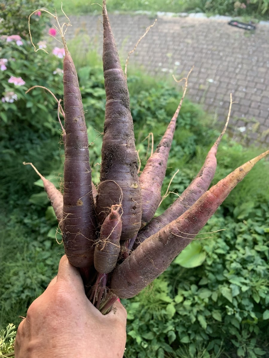 Ein Sträußchen aus dem Garten 😉 und jetzt koste ich eine. 