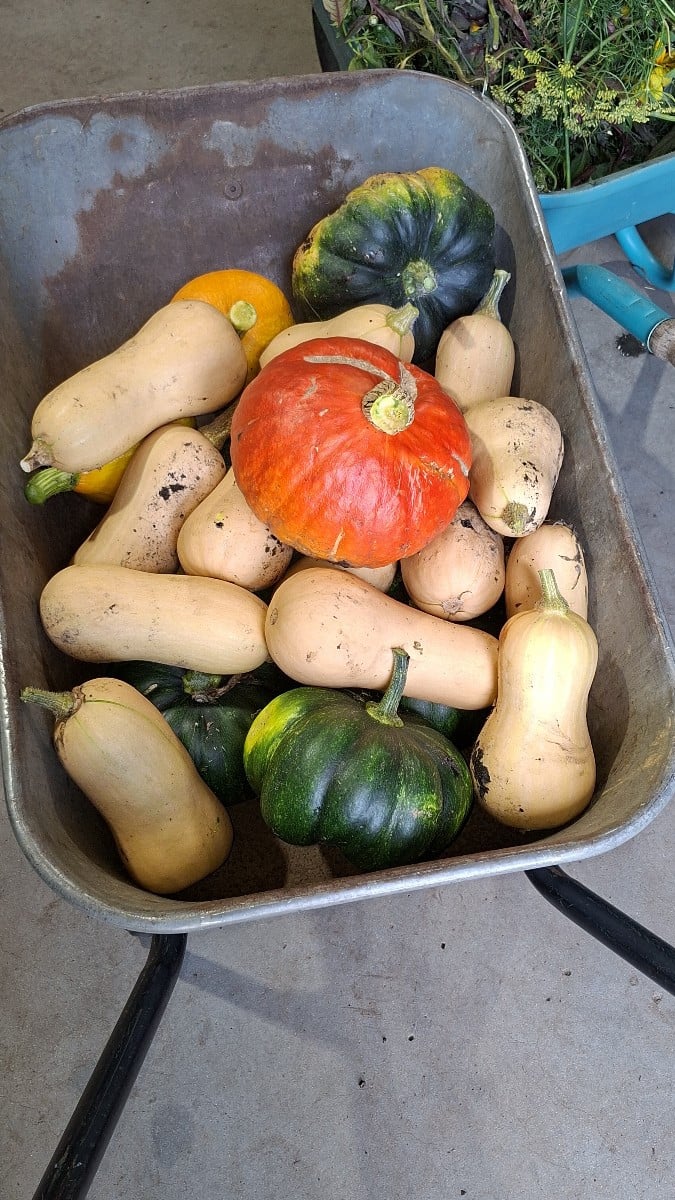 Am Dienstag und Mittwoch haben wir wieder gemüse für den Verkaufsstand und für Edeka geerntet. Auch ist hier wieder vie…